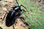 Cactus Longhorn Beetle, (Moneilema gigas), Cerambycidae, Lamiinae, OEEV01P14_17