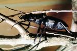 Anthia Beetle (Anthia thoracica), OEEV01P15_07