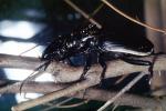 Anthia Beetle (Anthia thoracica), OEEV01P15_09