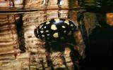 Yellow Spotted Water Diving Beetle, (Thermonectus marmoratus), Adephaga, Dytiscidae, bifocal, OEEV01P15_13