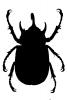 Rhinoceros Beetle silhouette, Shape, logo, (Eupatorus gracilicornis), Scarabaeidae, Dynastinae, OEEV02P02_10M
