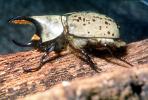Grant's Hercules Beetle, (Dynastes granti), Scarabaeidae, Dynastinae, horn, OEEV02P05_04