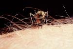 Mosquito, BIG and BAD and Thirsty, She's diggin in, Human Skin Texture, Hair, Alaska, OEFV01P12_11B
