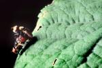 Mating Flies, Procreating, humping, Leaf, Wings, OEFV02P02_01