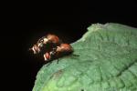 Mating Flies, Procreating, humping, Leaf, Wings, OEFV02P02_04