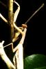 Praying Mantis, Mantodea, Neoptera, Dictyoptera, OEGD01_124
