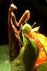 Praying Mantis, Sonoma County, Mantodea, Neoptera, Dictyoptera, OEGD01_128