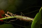 Praying Mantis, Sonoma County, Mantodea, Neoptera, Dictyoptera, Biomimicry, OEGD01_136
