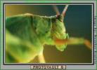 Grasshopper, OEGV01P01_11B