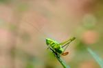 Grasshopper, OEGV01P03_12.0893