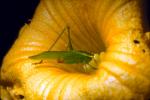 Grasshopper, OEGV01P07_10.3334