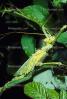 Thorny Phasmid, (Heteropteryx dilatata), Phasmatodea, Leaf Insect, Biomimicry, OEGV01P12_02.0357