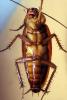 American Cockroach, OEGV02P04_07