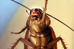American Cockroach, OEGV02P04_07B