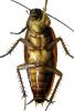 American Cockroach, photo-object, object, cut-out, cutout, OEGV02P04_07F