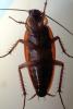 American Cockroach, OEGV02P04_09
