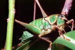 Grasshopper, OEGV02P08_02