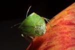 (Nezara viridula) Southern Green Stink Bug, Heteroptera, Pentatomoidea, Pentatomidae, OEHD01_021