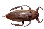 Giant Water Bug, (Benacus deyrolli), Nepomorpha, Belostomatidae, photo-object, object, cut-out, cutout, OEHV01P11_18F