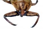 Giant Water Bug, (Benacus deyrolli), Nepomorpha, Belostomatidae, photo-object, object, cut-out, cutout, OEHV01P11_19F