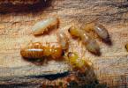 Pacific Dampwood Termite, (Zootermopsis angusticollis), Termopsidae, OEIV01P01_17.0357