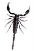 Malayan Jungle Scorpion, (Heterometrus spinifer), photo-object, object, cut-out, cutout, OERV01P05_01F
