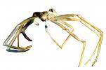 Brown Recluse Spider, (Loxosceles reclusa), Araneae, Sicariidae, photo-object, object, cut-out, cutout, OESV02P13_07F