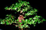 Chinese Elm (Ulmus parvifolia), 8 years training, Informal upright style, OFBV01P01_18