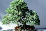 Chinese Juniper (Juniperus chinensis), OFBV01P03_12