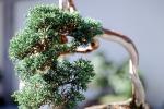 Chinese Juniper (Juniperus chinensis), OFBV01P03_16