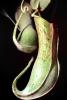 (Nepenthes alata), Winged Pitcher Plant, Nepenthaceae, Philippines, Pitcher Plant, OFCV01P04_07
