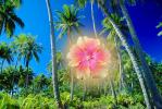 tropical landscape, flower, Palm Trees, glow, OFFD02_073