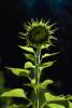 Sunflower, OFFV01P14_04.2849