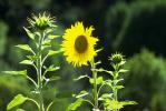 Sunflower, OFFV01P14_05.2849