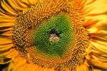 Sunflower, fractal center, OFFV04P01_16.0607