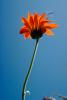 Flower Stem, Occidental, California, OFFV06P13_19.2854