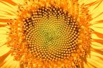 Sunflower, Symmetry, Geometric, Center, Spiral, fractal center, OFFV07P09_10.0754