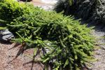 Norway Spruce, Pendula, (Picea abies), OFLD01_271