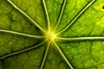Nasturtium Leaf, OFLD01_276