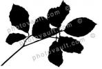 leaf silhouette, logo, shape, OFLV02P11_02.0218M