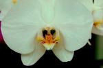 Phalaenopsis, OFOV01P01_02.3295