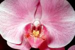 Doritaenopsis Taisuco Plum, Erotic Flower, Sensuous, Sensual, OFOV01P06_17