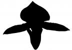 Orchid silhouette, logo, shape, OFOV02P02_01M