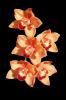 Orchid photo-object, object, cut-out, cutout, OFOV02P04_12F