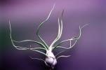 Air Plant, Airplant, Airplants, Epiphyte, Tillandsia, OFOV03P01_17