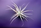 Air Plant, Airplant, Airplants, Epiphyte, Tillandsia, OFOV03P02_04