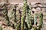 Totem Pole Cactus, (Lophocereus schottii), near Tucson, Arizona, OFSV05P07_14