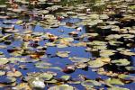 Pond, Water Lily Toad Stools, OFWD01_023