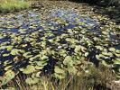 Pond, Water Lily Toad Stools, OFWD01_024