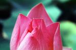 Lotus, Eudicots, Proteales, Nelumbonaceae, Nelumbo, Sacred, perennial, OFWV01P09_04